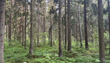 Finland, Sweden press EU for flexibility on land-use, forestry targets