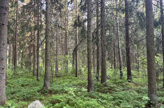 Finland, Sweden press EU for flexibility on land-use, forestry targets