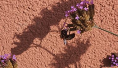 Ist das eine Hummel?