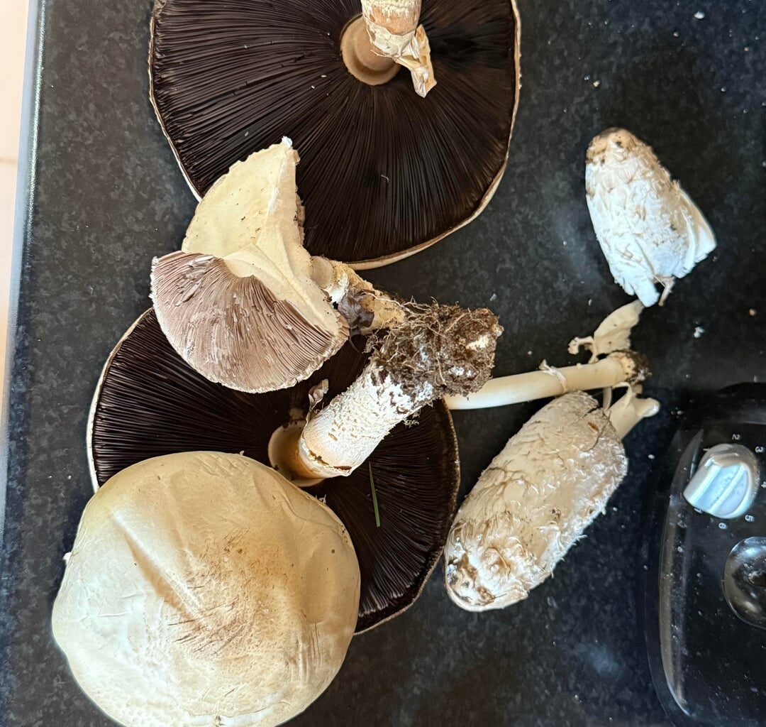 Foraged mushrooms in Coleraine.