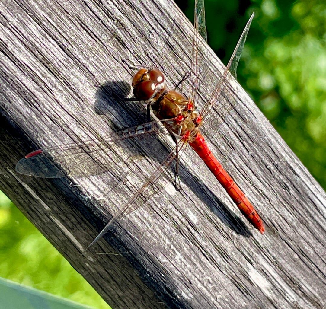 Heidelibelle, aber welche?