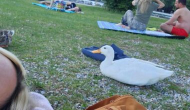 Habe mit einer Ente am Gardasee gevibed