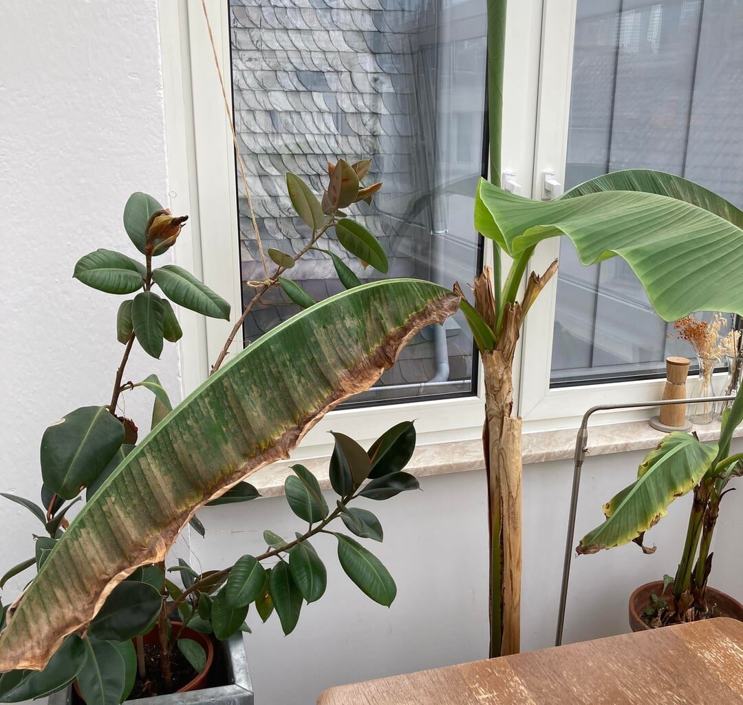 Befall bananenpflanze