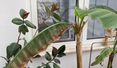 Befall bananenpflanze