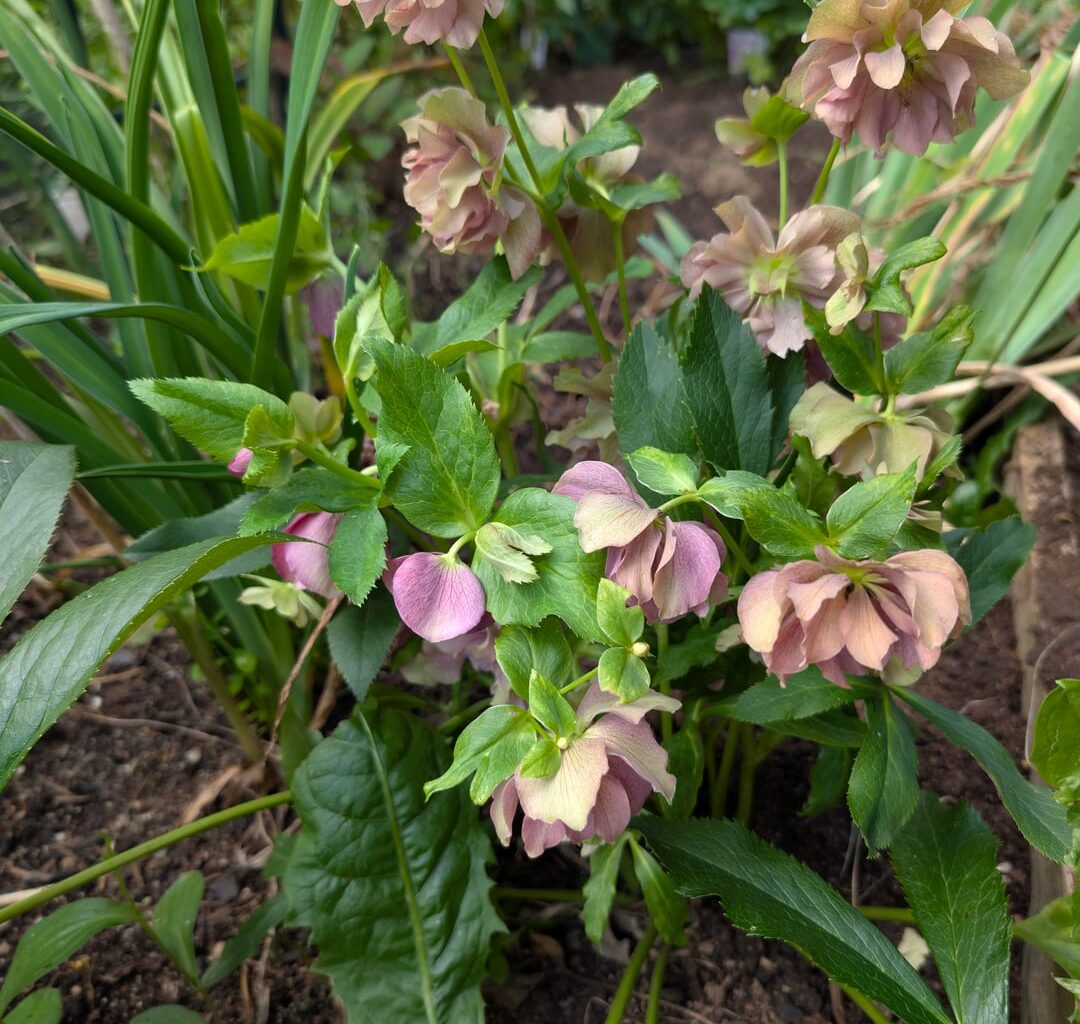 Schneerose blüht seit Juli