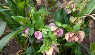 Schneerose blüht seit Juli