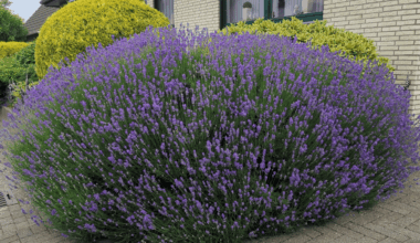 Ich wusste nicht einmal, dass Lavendel so groß werden kann