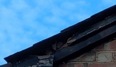 Update on the active loft: it's just squirrels