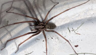 Was ist das für eine Spinne?