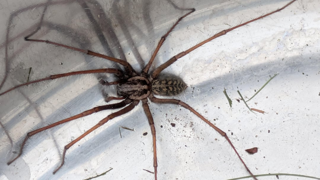 Was ist das für eine Spinne?