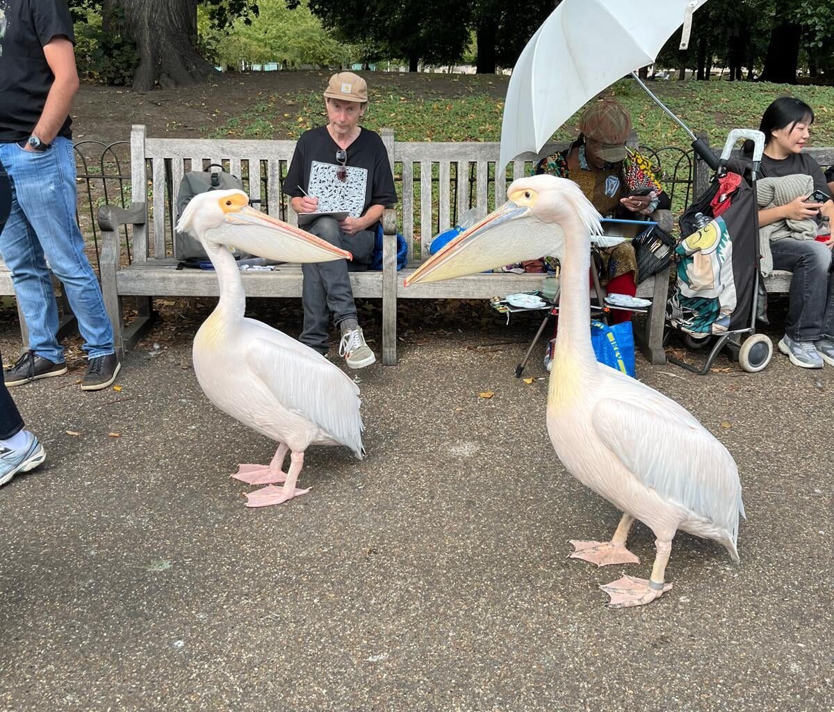 Today I found out about St James Park pelicans