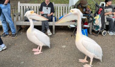 Today I found out about St James Park pelicans