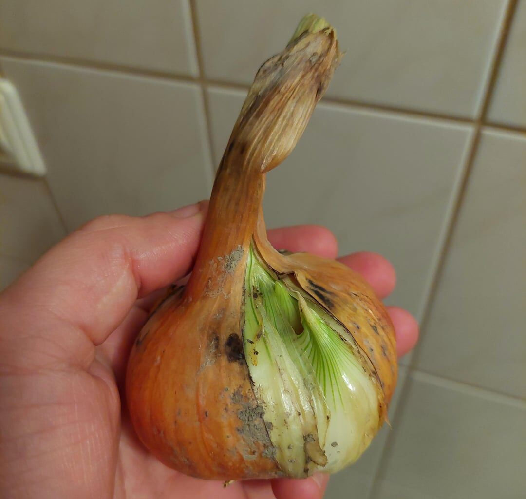 Was macht meine Zwiebel da?