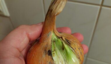 Was macht meine Zwiebel da?