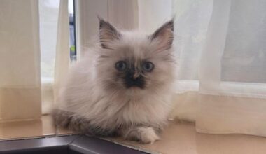 Sara Cox's new cat looks like Tom Selleck