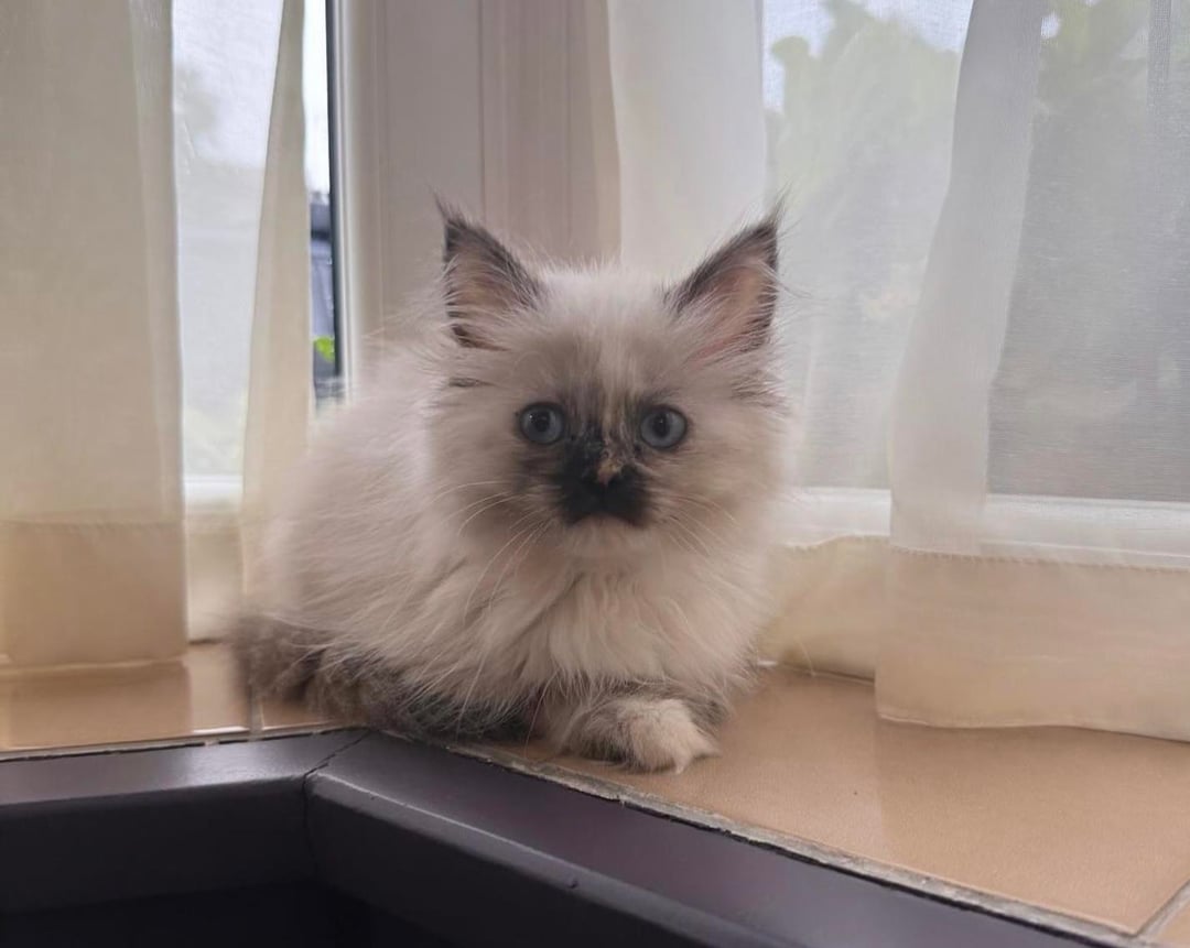 Sara Cox's new cat looks like Tom Selleck