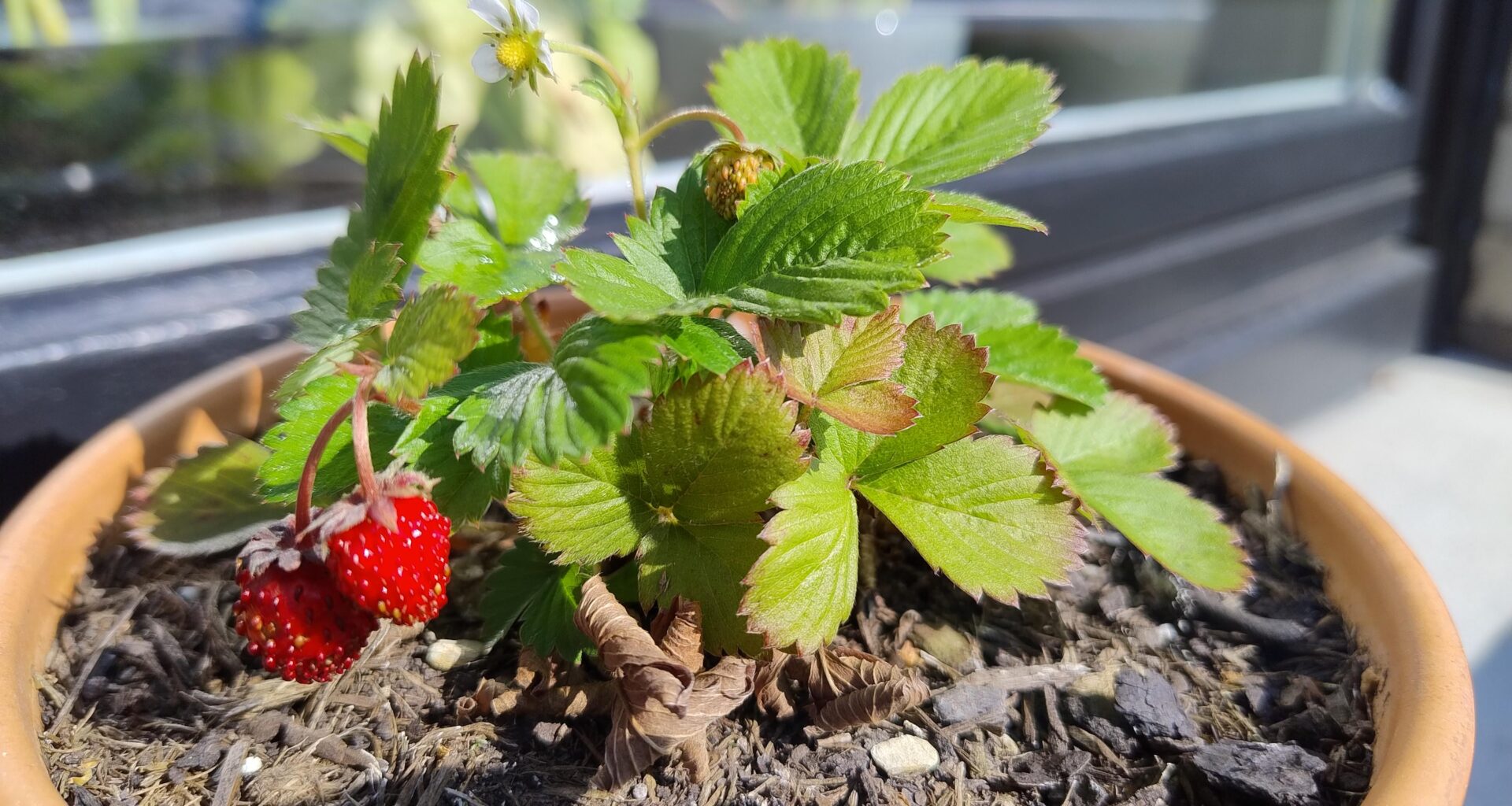 Meine Walderdbeere blüht unermüdlich