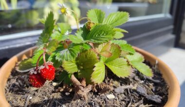 Meine Walderdbeere blüht unermüdlich