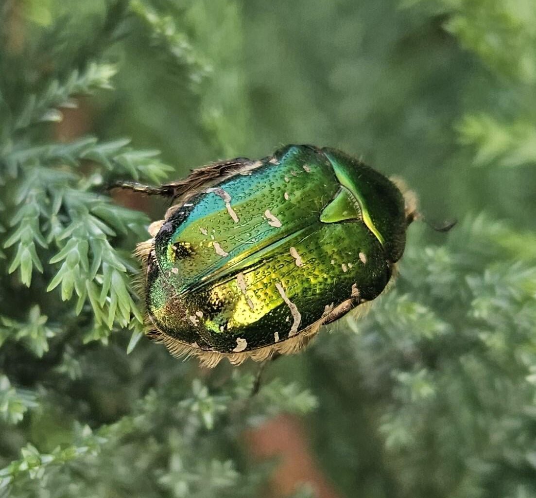 Ein Goldglänzender Rosenkäfer