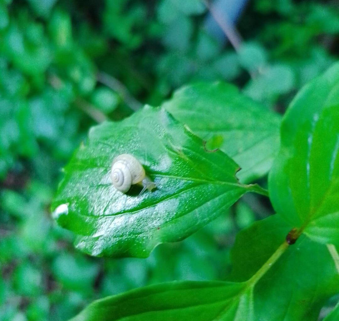 Minischnecke mit Minischneckenhaus