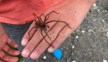 Have we found the largest native British House Spider?