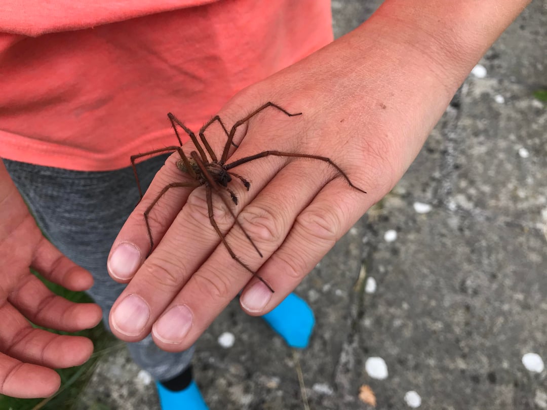 Have we found the largest native British House Spider?