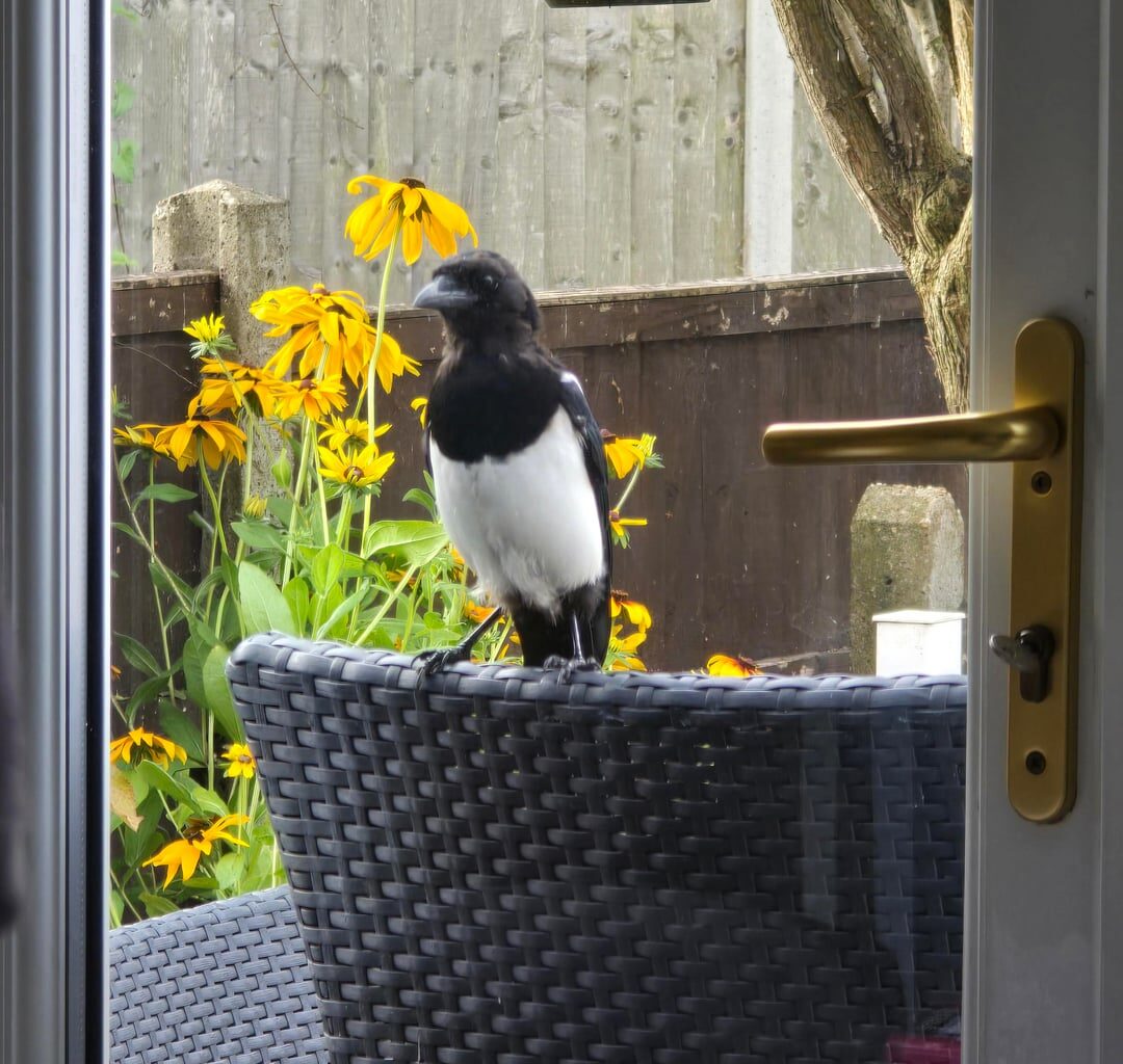 Birdwatching ...Me!