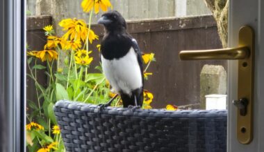 Birdwatching ...Me!