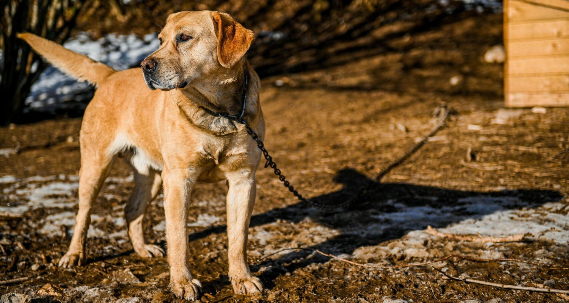 Polish parliament votes to ban keeping dogs on leash at home