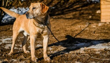 Polish parliament votes to ban keeping dogs on leash at home