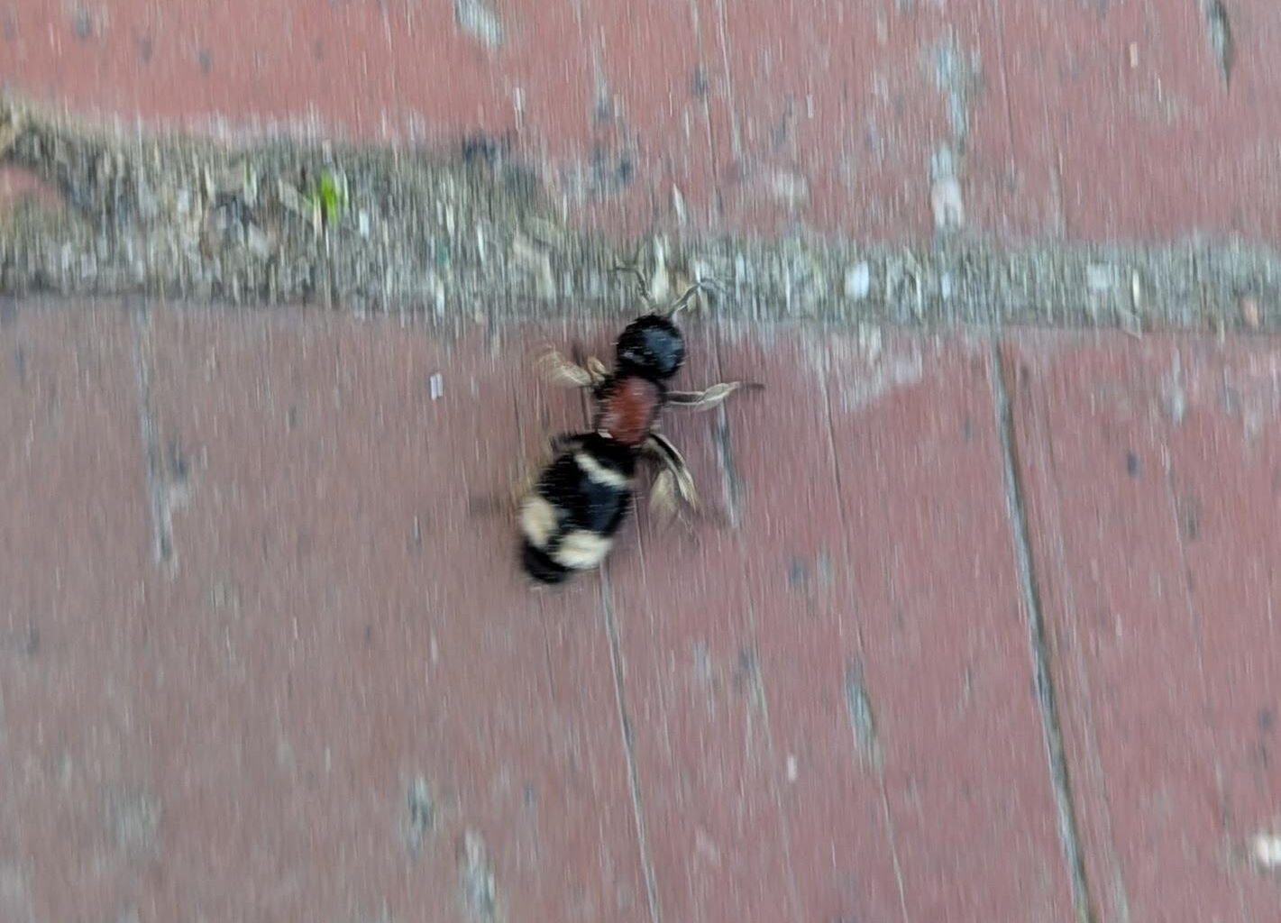 Hilfe bei insektenbestimmung