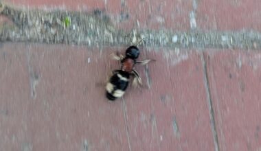 Hilfe bei insektenbestimmung