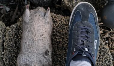 Mire donc le volume métrique du surmulot (je chausse du 46-47)