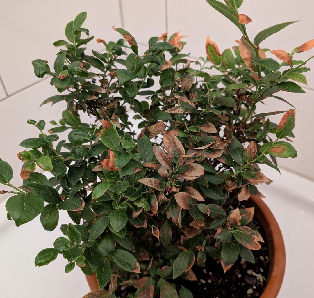 Blaubeere mit vertrockneten Blättern - was tun?