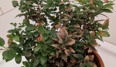 Blaubeere mit vertrockneten Blättern - was tun?