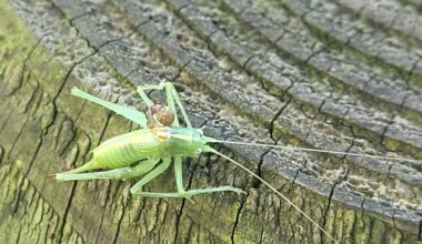 Wer ist das und was hat er?