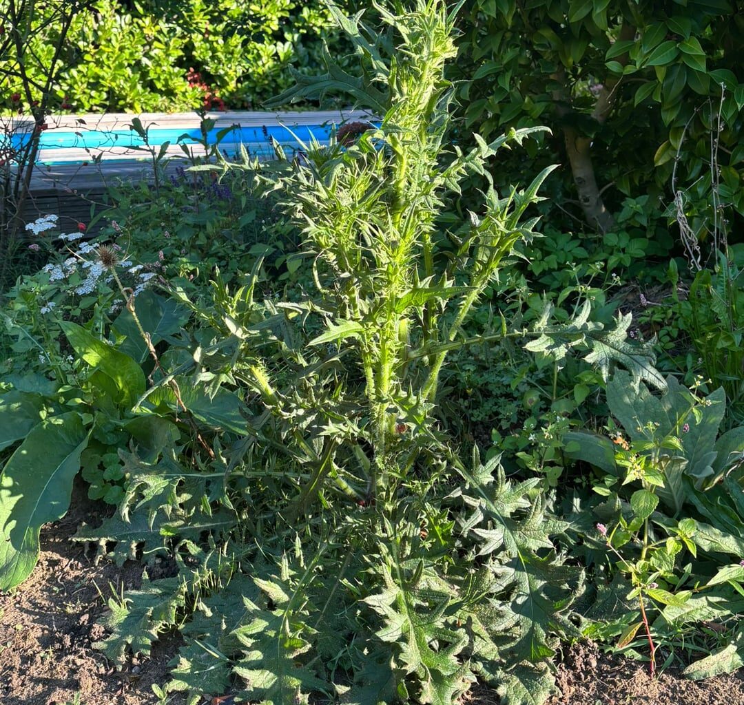 Kleines Update, Distel wird enorm