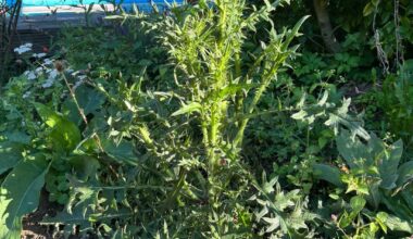 Kleines Update, Distel wird enorm