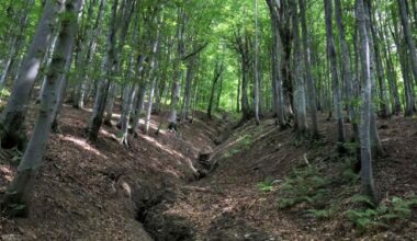 Sweden and Finland ask to cut more forests, reason revealed