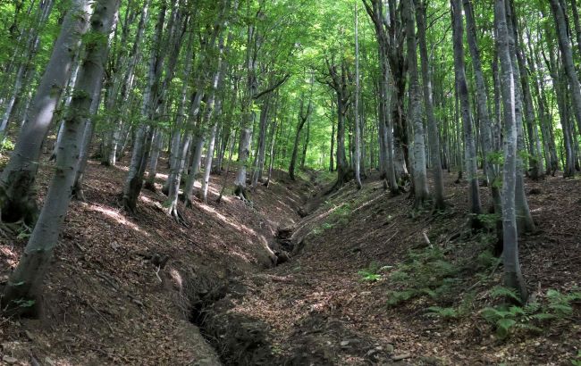 Sweden and Finland ask to cut more forests, reason revealed