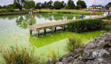 UK's largest lake 'dying' as algae blooms worsen. The blooms are so widespread they are visible from space, and are fueled by industrial, agricultural and sewage pollution, as well as climate change.