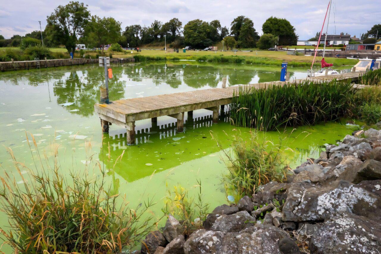 UK's largest lake 'dying' as algae blooms worsen. The blooms are so widespread they are visible from space, and are fueled by industrial, agricultural and sewage pollution, as well as climate change.