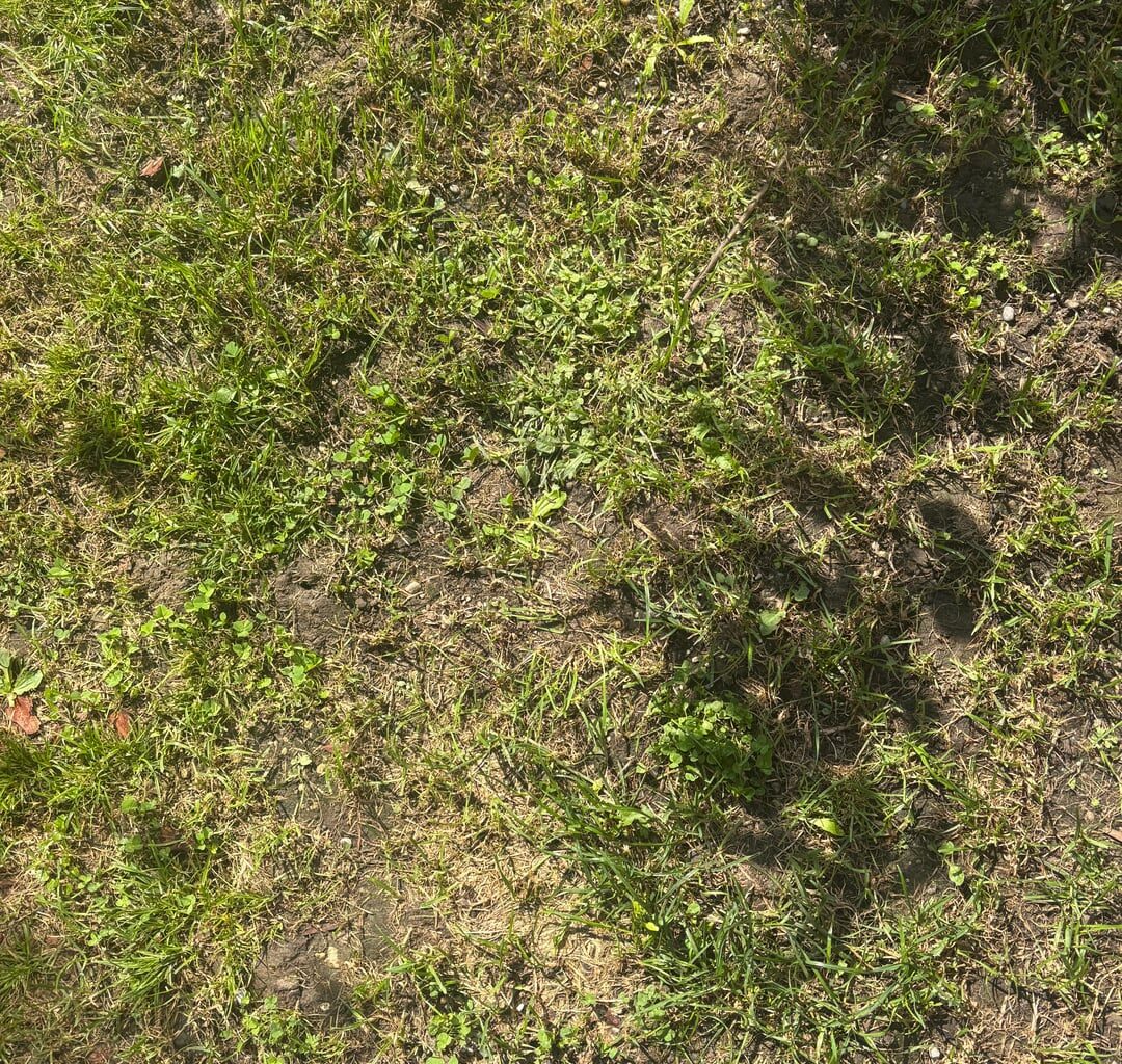 Warum wächst mein Rasen einfach nicht dicht, egal was ich mache?