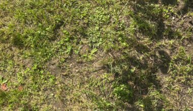 Warum wächst mein Rasen einfach nicht dicht, egal was ich mache?