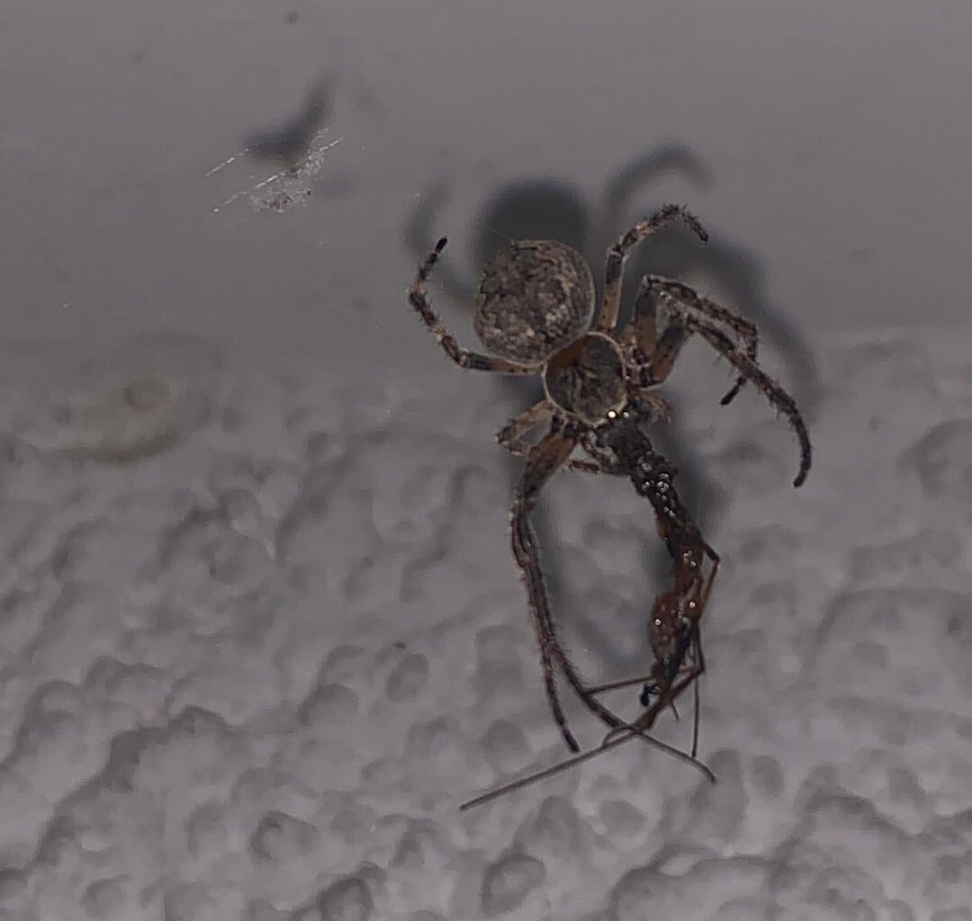 Spinne hat Beute gemacht