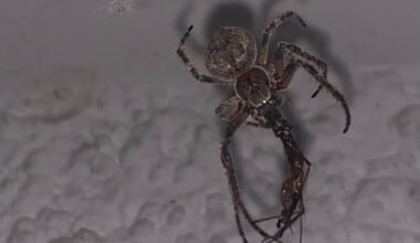 Spinne hat Beute gemacht