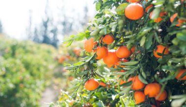 Algarve citrus fruits heading to Canada
