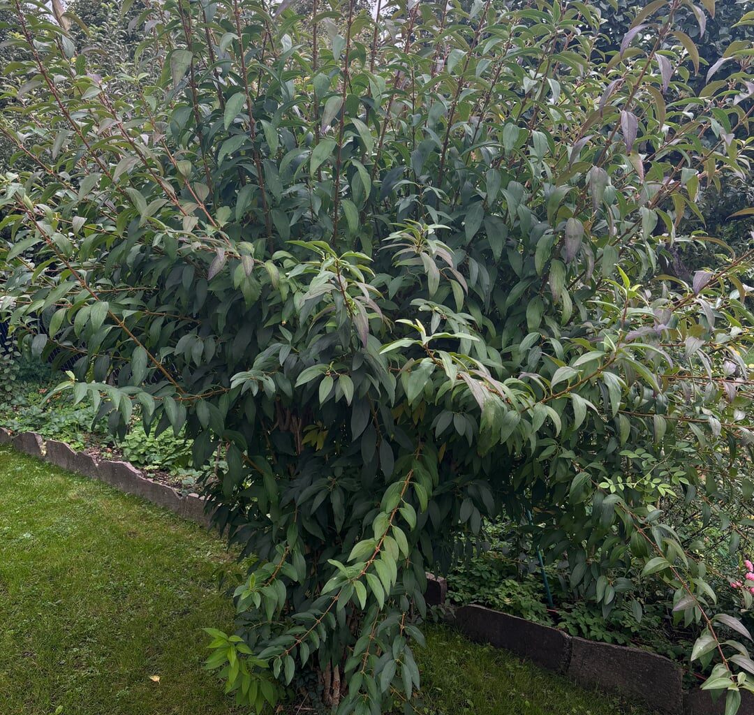 Was mache ich mit meiner Forythie