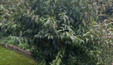 Was mache ich mit meiner Forythie