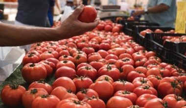 Morocco’s Tomato Exports to the EU Jump 40% in Ten Years